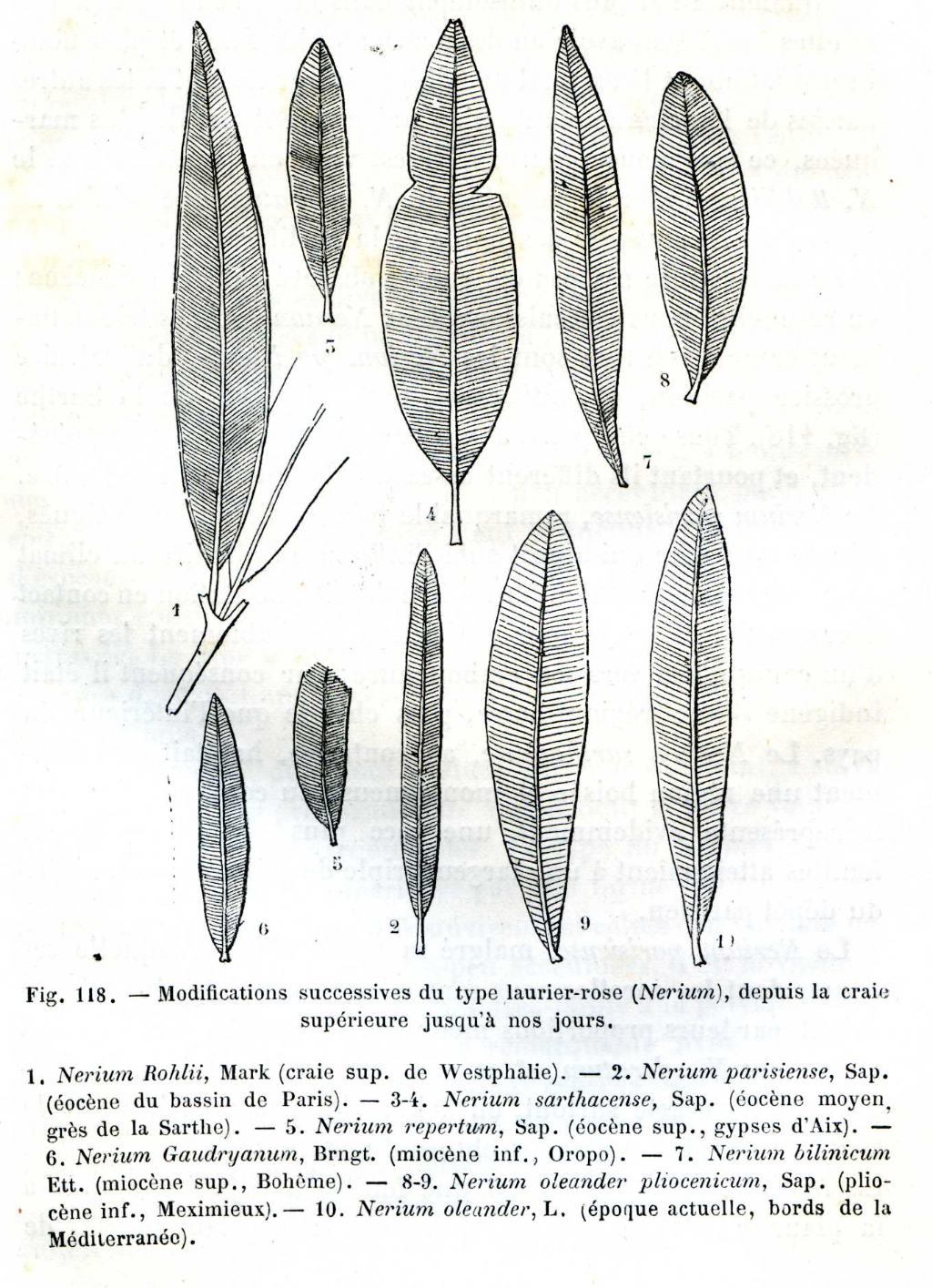 Foglia fossile da identificare